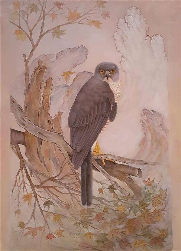 Falcon